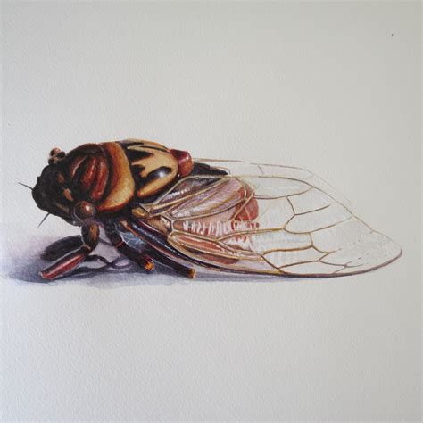 Cicada Illustration On Behance