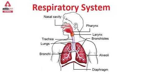 Respiratory System Parts Function Organs And Diseases