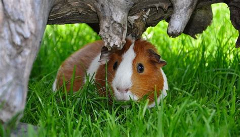 It hardly matters whether you're talking with loved ones, friends, colleagues. How To keep Guinea Pigs Cool