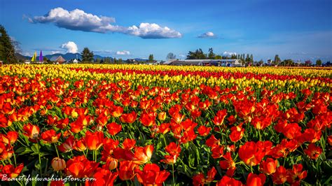 Spring flowers in washington state. Amazing Washington 2