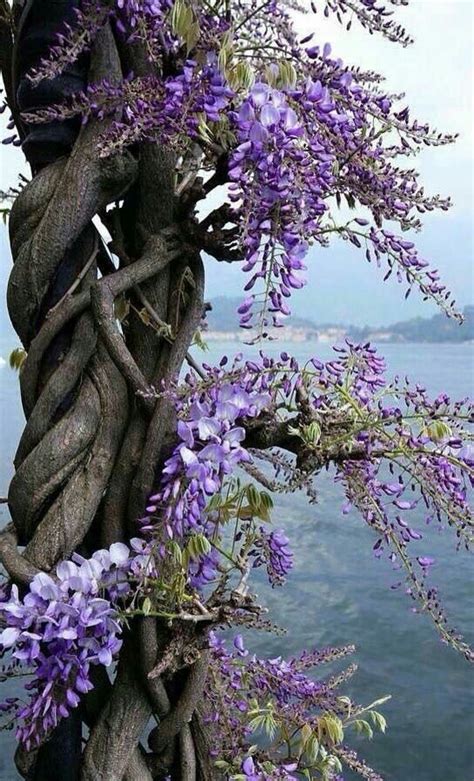 Ti incuriosiscono gli alberi conifere a fiore viola? Pin di La Ele 83 su Mi piacciono i fiori... | Albero di ...