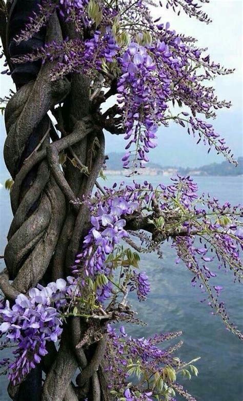 Lees „l'albero dei fiori viola door sahar delijani verkrijgbaar bij rakuten kobo. Pin di La Ele 83 su Mi piacciono i fiori... | Albero di ...