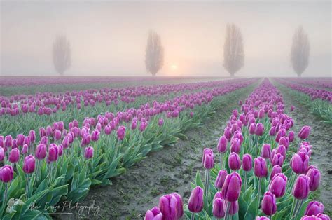 Sunrise Over The Skagit Valley Tulip Fields Alan Crowe Photography