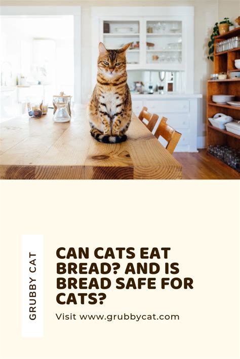 Can Cats Eat Bread And Is Bread Safe For Cats Canning Eat Cat Bread