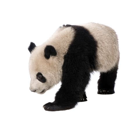 Panda Gigante Melanoleuca Di Ailuropoda Su Un Bianco Isolato Foto