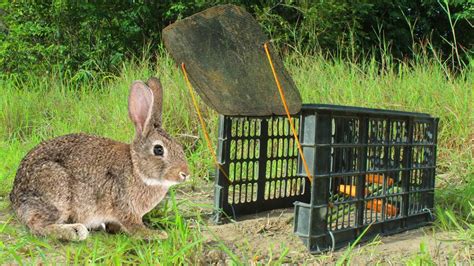 Simple Rabbit Trap Technique Build Easy Rabbit Trap Using Plastic Basket Youtube