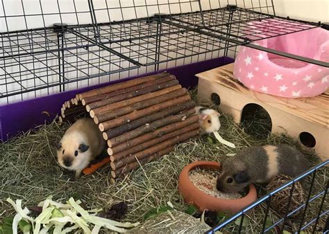 While small animal cages often utilize vertical space to increase living area and encourage climbing, digging and burrowing, guinea pigs do not jump or climb and rely. Gallery - C and C Guinea Pig Cages