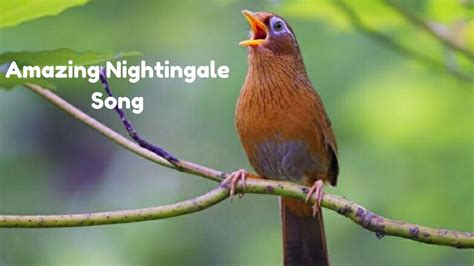 Best Nightingale Song Amazing Sounds Youtube Youtube