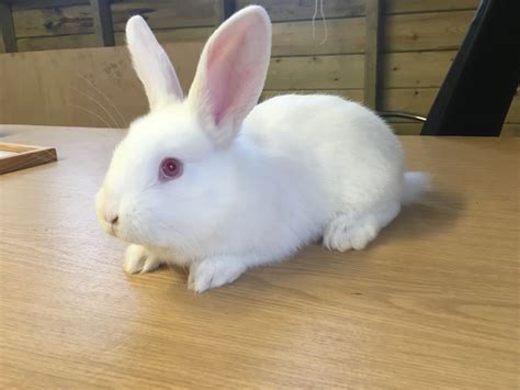 Check spelling or type a new query. Pure New Zealand white rabbits | Clevedon, Somerset ...
