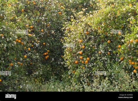 Orange Tree Citrus Aurantium With Fruit And Blossom Northern Stock