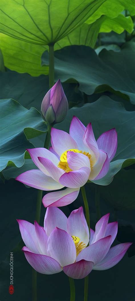 Beautiful Collection Of Colorful Lotus Great Inspire