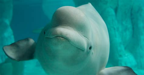Sunshine And Spontaneity Lead To Surprise Sighting Of Beluga Whales Sports And Outdoors