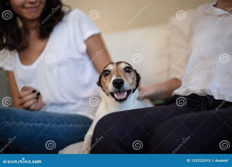 Adorable Dog Sitting On A Couch Stock Image Image Of Cute Looking