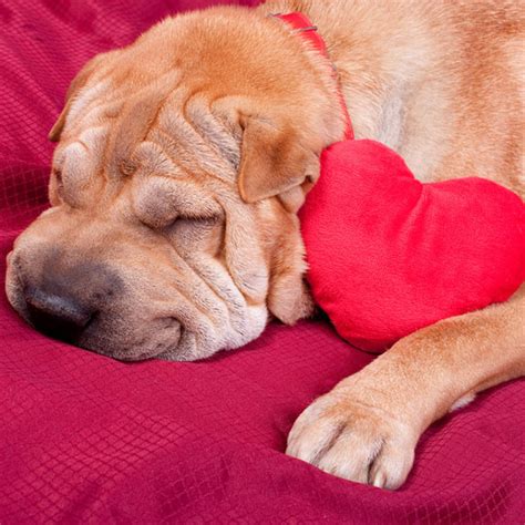 Congestive Heart Failure In Dogs What You Need To Know