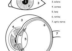 Color online with this game to color human body coloring pages and you will be able to share and to create your own gallery online. Human eye coloring page with labeling from crayola.com ...