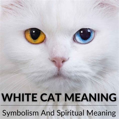 White Cat Meaning Symbolism And Spiritual Meaning