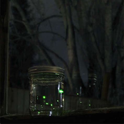 Jar Of Fireflies Fireflies In A Jar Jar Firefly Mason Jars