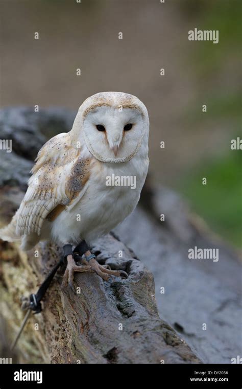 British Barn Owl Hi Res Stock Photography And Images Alamy