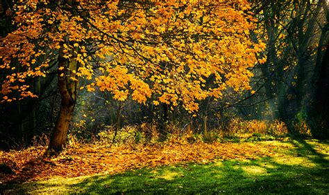 Photograph Of Trees During Autumn Season · Free Stock Photo