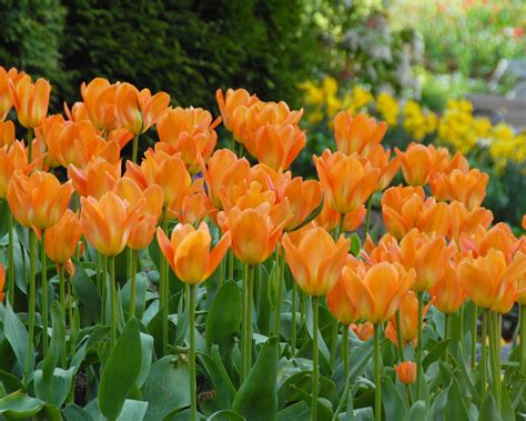 Tulip Orange Emperor Bulbs — Buy Online At Farmer Gracy Uk