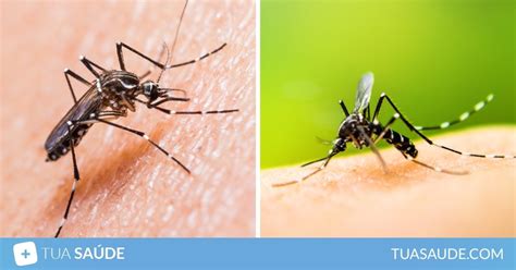 Imagens Do Mosquito Dengue