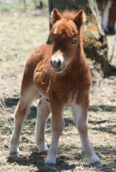 Horses ⋆ Little America Miniature Horses