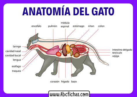 Anatomía Interna De Un Gato