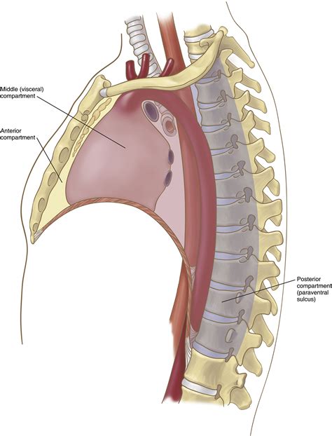 Mediastinal Divisions And Compartments Thoracic Surgery Clinics