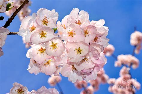 Vancouver Cherry Blossoms 2 Photograph By Terry Elniski Fine Art America