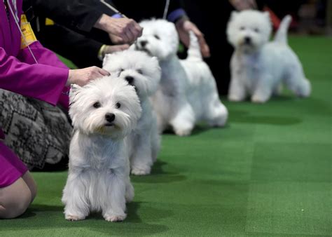 How to watch westminster dog show 2021 live stream without cable. 140th Westminster Kennel Club dog show - Los Angeles Times