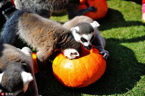 Halloween Treats For Animals At The Zoo 5