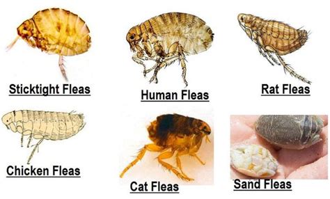 Dog Fleas Vs Cat Fleas Pest Phobia