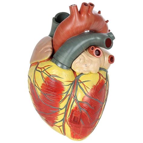 Human Heart Anatomical Anatomy Teaching Model Viscera Medical Organ