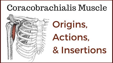 Coracobrachialis Muscle Origin Insertion And Actions Youtube