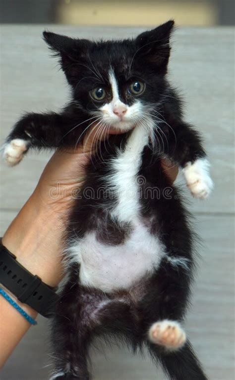 Small Black And White Kitten Stock Photo Image Of Eyes Animal 231479262