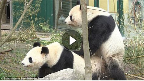 Cute Pandas Playing On The Slide Animal