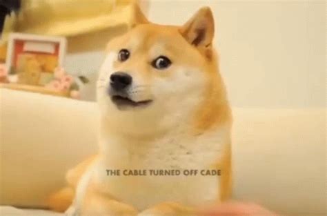 Looking for the best doge meme wallpaper? Pin on Ảnh vui nhộn