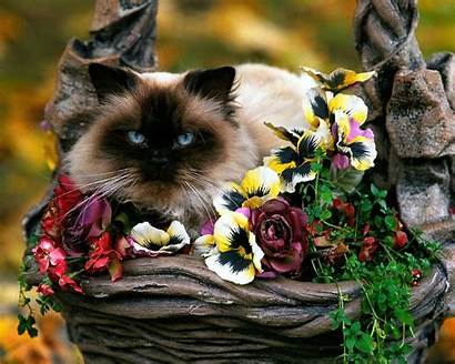 Cats Cat Funny Very Sitting Flower Colored