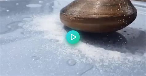 A Clam Licking Salt Album On Imgur