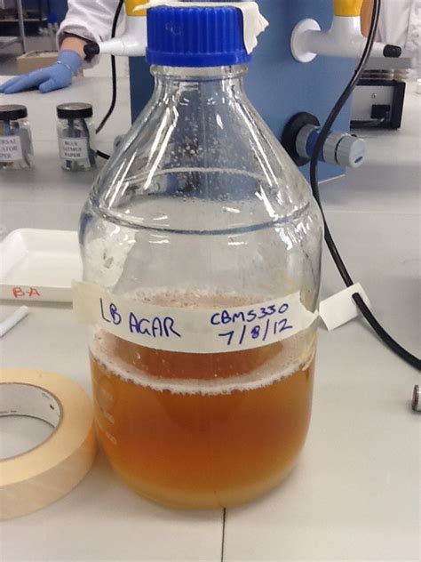 Teammacquarie Australiamaking Lb Agar Plates