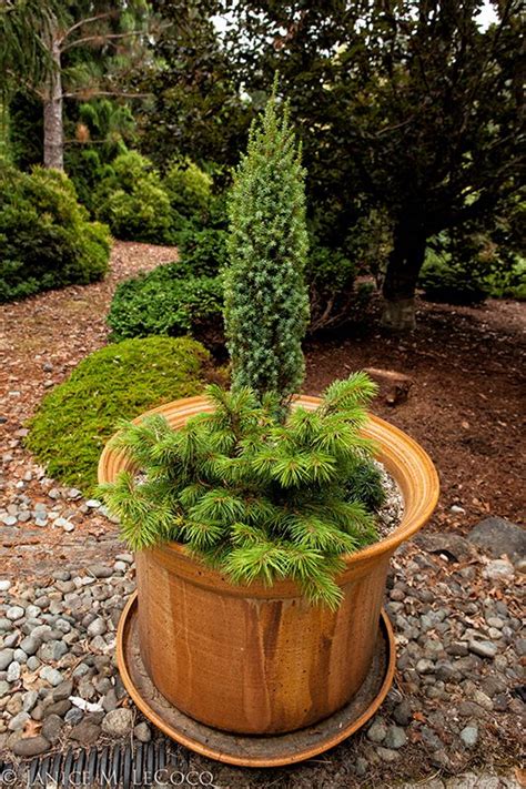 38 Best Images About Evergreens In Containers On Pinterest Gardens
