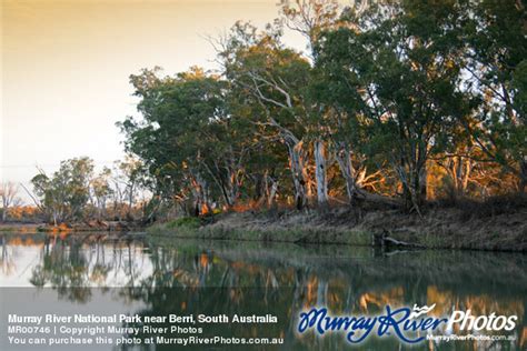 Murray River National Park Near Berri South Australia
