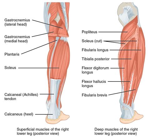 Muscles Of The Lower Leg And Foot Online Medical Libtary