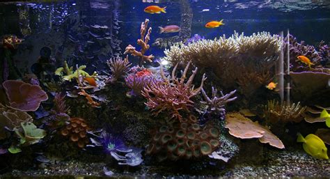 Free Stock Photo 1359-tropical saltwater aquarium ...