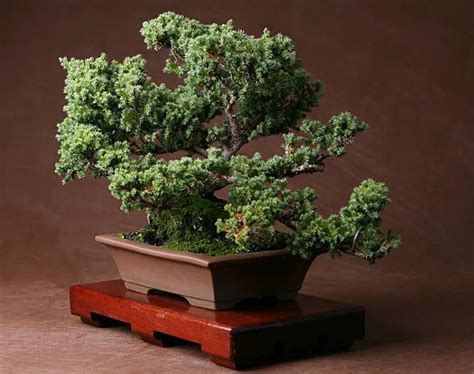 juniper bonsai care stey by step guide [juniperus chinensis]