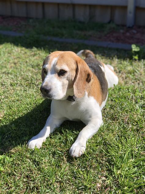 Beautiful beagle male available for studding.