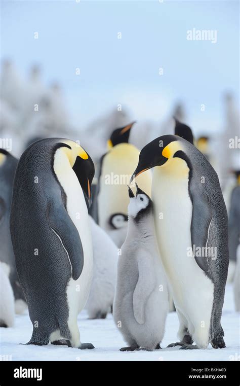 Emperor Penguin Aptenodytes Forsteri Adult Feeding Chick In A Colony
