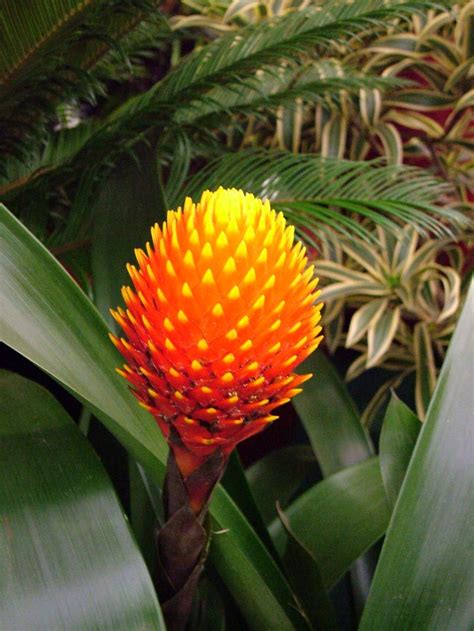 Tropical Rainforest Plants Names Idalias Salon