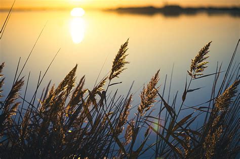 Reeds Plant Lake Sunset Macro Hd Wallpaper Peakpx