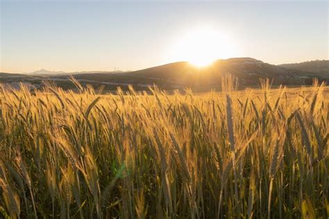 Premium Photo Beautiful Shot Of The Wheat Fields Illuminated By The